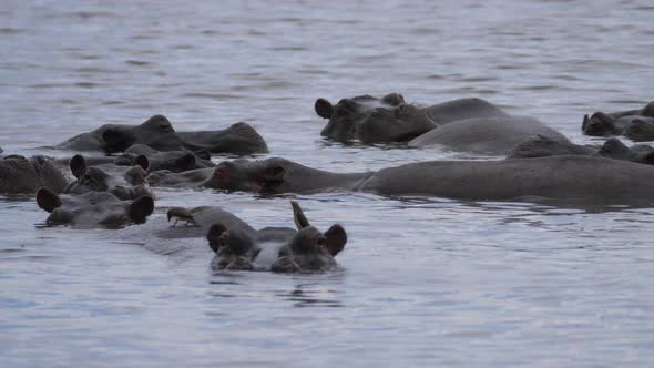 Yellow-billed oxpeckers on the back of hippos in a lake