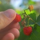 Fresh and Juicy Ripe Raspberries and Green Leaves on Bush - VideoHive Item for Sale