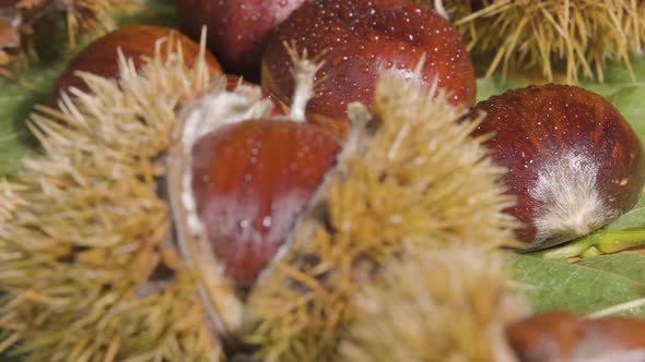 Macro shot Tilt up chestnut fruit with water drops - Fresh ingredient