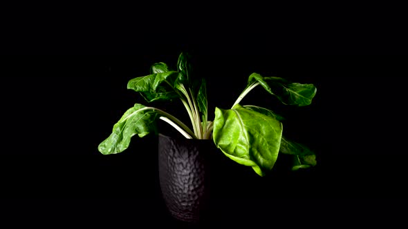 Green Cabbage Stalks in Pot growing after dry out.TIme lapse shot.Plant Growth Refresh timelapse.Clo