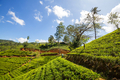 Tea plantation - PhotoDune Item for Sale