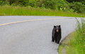 Black bear - PhotoDune Item for Sale