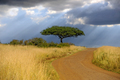 Beautiful landscape with acacia tree and road in the African savannah on a background of stormy sky - PhotoDune Item for Sale