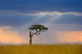 Beautiful landscape with acacia tree in the African savannah on a background of stormy sky - PhotoDune Item for Sale