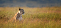 Close lion in National park of Kenya, Africa - PhotoDune Item for Sale