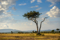 Beautiful landscape with Acacia tree in African savannah - PhotoDune Item for Sale