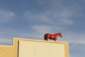 Painted red horse on building rooftop, - PhotoDune Item for Sale