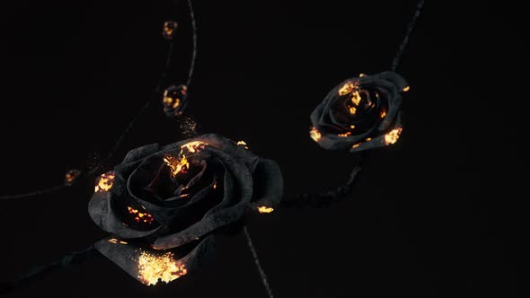 Animation Gold Particles Rise From A Black Rose
