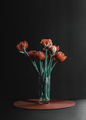 Tulips in a vase on black background - PhotoDune Item for Sale