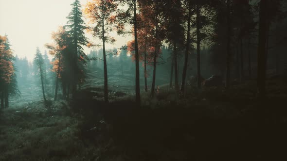 Moon Light Over the Spruce Trees of Magic Mystery Night Forest