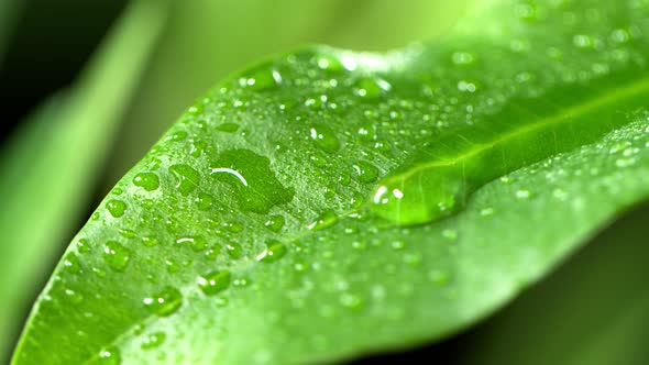 Super Slow Motion Shot of Water Drop Flows Down on a Leaf at 1000Fps