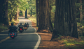 Motorcycle Group Touring Through the Redwood Highway - PhotoDune Item for Sale