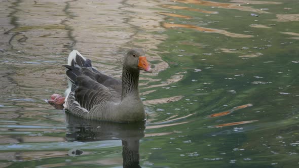 Track shot of floating goose in pond stretching feet during beautiful sunny day in wilderness,close