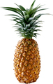 pineapple isolated on white background - PhotoDune Item for Sale