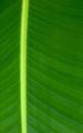 bamboo leaves close up background - PhotoDune Item for Sale