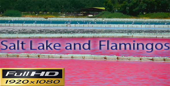 Salt Lake and Flamingos Full HD