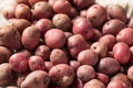Red Organic Potatoes in a Bowl - PhotoDune Item for Sale