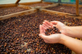Side View of Female Worker Inspecting Dried Organic Raw Coffee Beans - PhotoDune Item for Sale