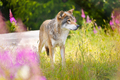 Large male grey wolf in beautiful grass meadow in the forest - PhotoDune Item for Sale