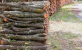Wood log stack, timber winter stock. Firewood storage in forest background. Round tree trunk cut - PhotoDune Item for Sale