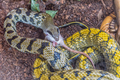 Taiwan Beauty Snake in captivity eating a mouse - PhotoDune Item for Sale