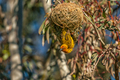 Male Cape weaver at a nest at Matjiesfontein near Nieuwoudtville - PhotoDune Item for Sale