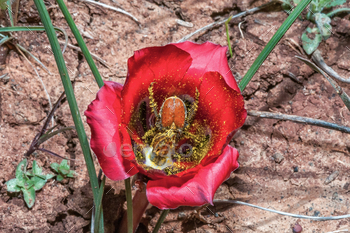s, covered with pollen inside a karoosatynblom, Romulea monadelpha, near Nieuwoudtville in the Northern Cape Province