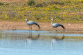 Two blue cranes at Matjiesfontein near Nieuwoudtsville - PhotoDune Item for Sale