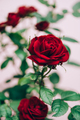 Macro shot of garden rose - PhotoDune Item for Sale