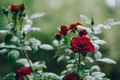 Macro shot of garden rose - PhotoDune Item for Sale