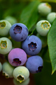 Fresh organic blueberries in garden - PhotoDune Item for Sale