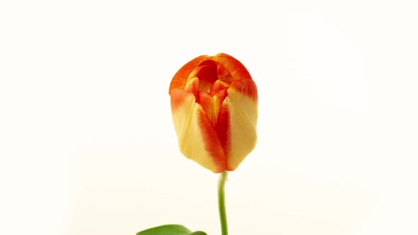 Top View Growing Big Bud Yellow Tulip Flower