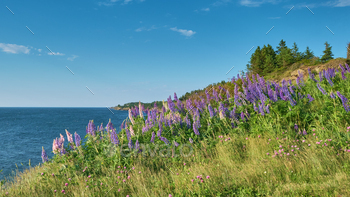 pring and summer in nova scotia.  These were photographed near the shore of South Bar Nova Scotia.
