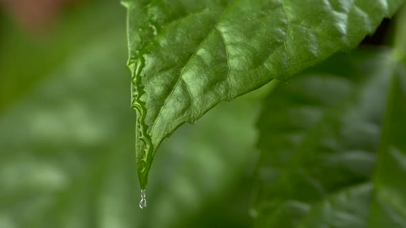 Drops of Water Flowing Down the Green Leaf. Slow Motion Shot. Close-up Shot.