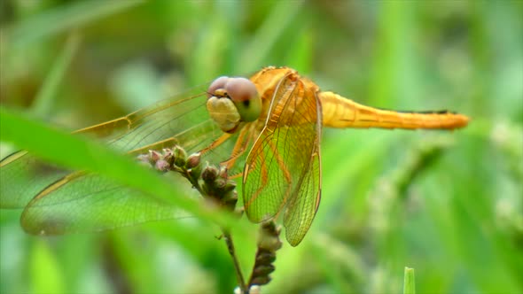 Eastern Amberwing Dragonfly