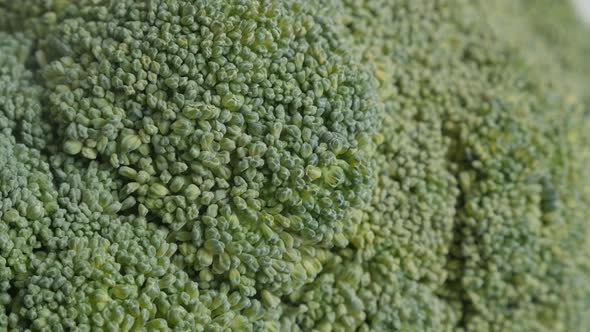 Broccoli Brassica oleracea  surface 4K  footage