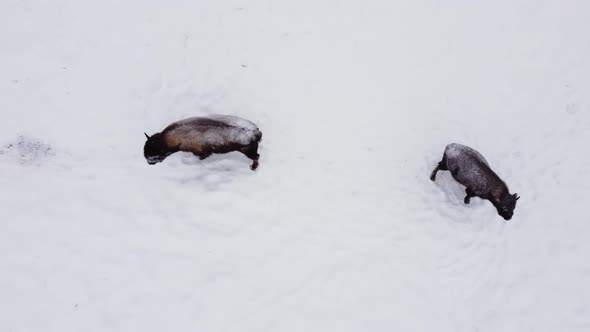 bison herd rising view winter snowing
