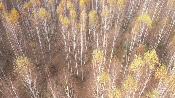 Trees in the Autumn Forest in the Afternoon