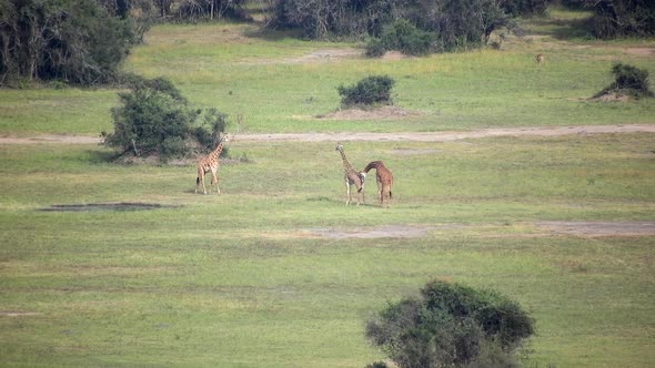 A Herd of Wild African Giraffes in Their Natural Environment in the Savanna