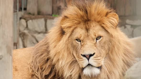 An old lion in a cage with sad eyes.