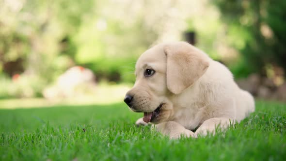 A Cute Little Labrador Puppy Eats a Small Treat Outdoors