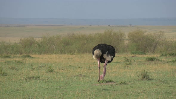 Male ostrich feeding