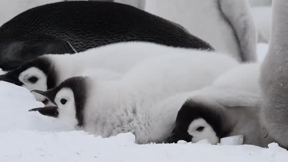 Emperor Penguins Chicks on the Ice in Antarctica