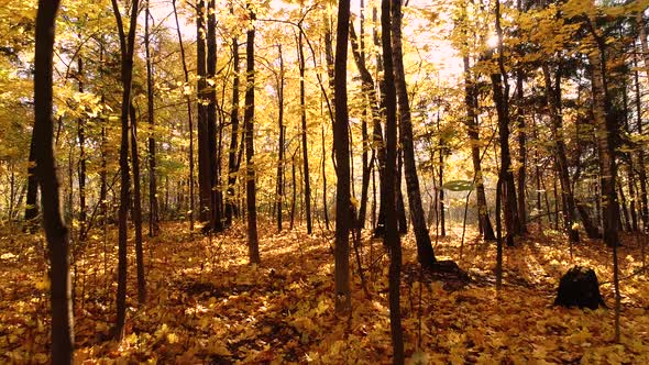 Colorful Autumn Forest Wood