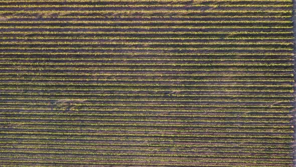 Aerial View of Vineyards Field Plantation on Sunset