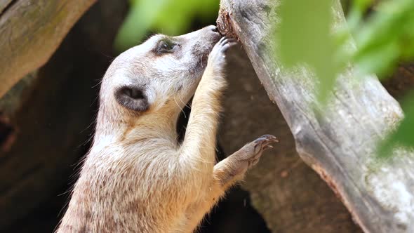 a meerkat stands trying to scrape something edible off a tree trunk