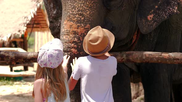 Two children pat elephant's trunk. Static shot