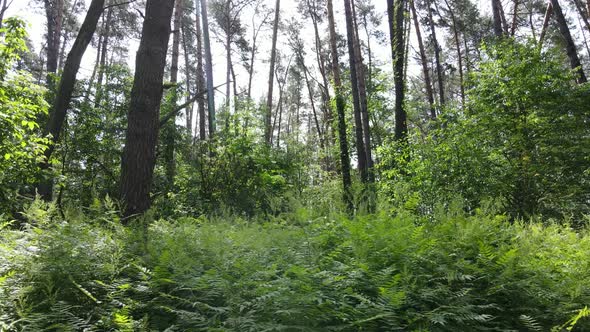 Beautiful Green Forest on a Summer Day Slow Motion