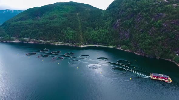 Farm Salmon Fishing in Norway