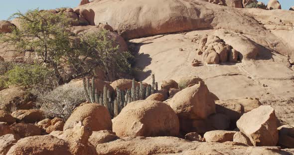 Cactuses and desert plants among the rocks in the Erongo region of Namibia, 4k